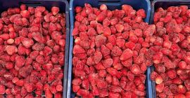 FRESA CONGELADA Ofrecemos fresas congeladas de la más alta