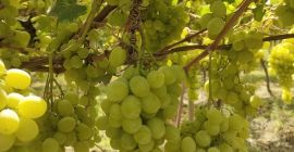 Somos un proveedor y productor de uva fresca de