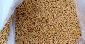 Linaza dorada Pureza - 98 % Contenido de humedad
