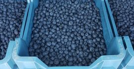 Fresco, delicioso Venlo de Fresco, delicioso Venlo de primera calidad.