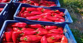 Suministramos pimiento rojo capia de buena calidad y otras