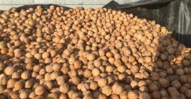 Vendo nueces con cáscara variedad Milotai Envase: sacos de