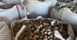 Desde septiembre tenemos disponibles 10.000 toneladas de patatas. Estableceremos