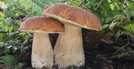 Hongos de la especie Boletus Edulis Cortados en mitades