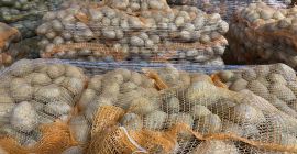 Tenemos 10.000 toneladas de patatas desde septiembre. Vineta y