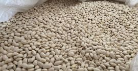 Ofrecemos frijoles de muy buena calidad: Jaś pytic, 100-140