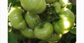 Tomates rosados muy sabrosos / tomates bistec. Producción propia