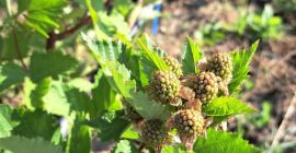 Moras orgánicas RUMANIA - plantación de 1 ha en