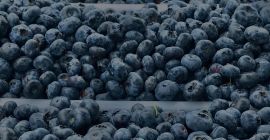 Venderé arándanos americanos, el precio a convenir depende del