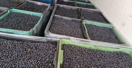 Tengo grandes cantidades a la venta: hasta 20 toneladas