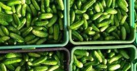 Venderé pepinos de campo Venderé pepinos de campo cultivados en mi finca. El