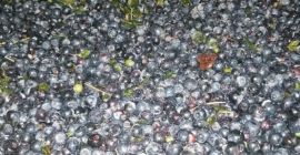 Tengo a la venta arándanos recolectados diariamente sin limpiar