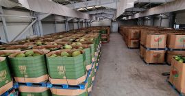 Venta de sandías. Semillas o sin semillas. Venta de