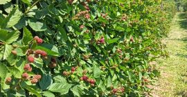 Moras ecológicas en la localidad de Prunisor, condado de