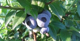 Venderé arándanos de mi propia plantación. Posibilidad de envío