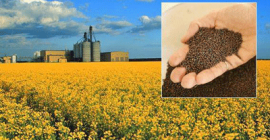Somos una empresa agrícola ucraniana: FARM PSHENYCHNYI HO Vendemos: