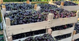 Variedad de cereza: Kordia. Regina origen Moldavia calibre 28-30-32