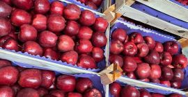La empresa polish-vegetables.eu ofrece cebollas de calibre 50+ en