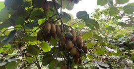 Producimos Kiwi en Irán, alrededor de 500 toneladas, garantizamos