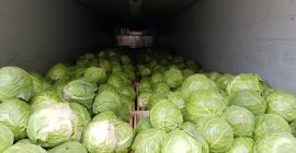 Comprar repollo Temporada 2023 Origen: Macedonia del Norte -