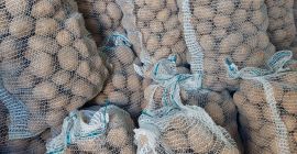: Venderé papas nuevas, Catania, variedad Vineta. Mercancías frescas,