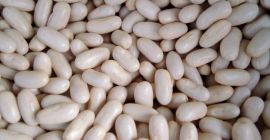 Vendemos frijol, varias variedades, el precio más bajo del