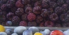 Vendo arándanos cultivados en cantidades de 100 a 600