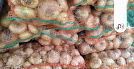 Las cebollas se clasifican en bolsas de 10 kg,