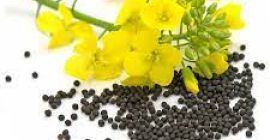 Hola, nuestra agroempresa RUSBEK AGRICO UKR vende nuestra colza