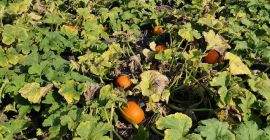 Venta de calabazas de Halloween, disponemos de varios tamaños: