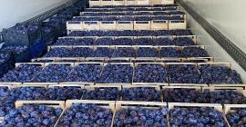 Venderé una ciruela, variedad Lipotyk. 60 toneladas están disponibles.