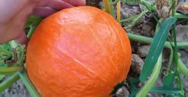 Hola, venderé calabaza hokkaido fresca, madura y de bonitos