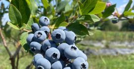 ✨¡Vendemos arándanos frescos de cultivo recolectados diariamente! ✨ Para
