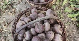 Venderé remolacha roja aproximadamente 100t. Remolacha redonda jugosa y