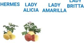 Hola, busco distintos tipos de papas: Lady Rossete, Agria,