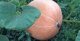 Vendo calabaza gigante, sin abonos, ecológica, de bonitos colores.