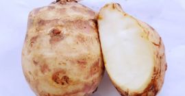 Venderé alcachofa de Jerusalén de 3 hectáreas de cultivo.