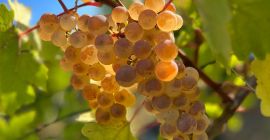 Uvas de primera calidad - Zona Panciu Variedades disponibles: