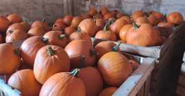 Hola. Venderé variedades de calabaza: Gladiator, Bellatrix, calibre 3-8kg,