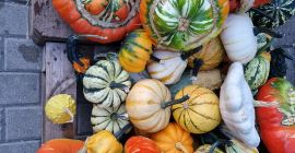 Hola, vendo calabazas decorativas de varios colores y formas,