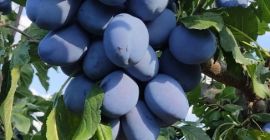 Vendemos ciruelas secas y frescas, ecológicas 100% bio humedad