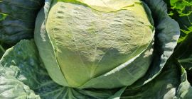 Vendo col rizada, 100% de calidad, en grandes cantidades.