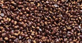 Se vende castaña pilonga. Precio negociable en función de