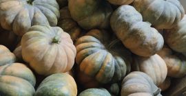 Calabazas locales de excelente calidad y forma. Son calabazas