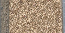 Venderé sorgo blanco y rojo húngaro de la cosecha