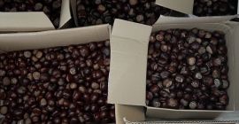 Tengo castañas a la venta (no comestibles). Por favor