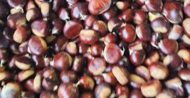 Castañas dulces de primera