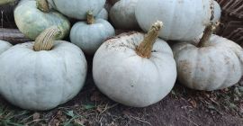Vendo calabaza para hornear. Vendo calabaza para hornear. Precio 2 lei por kg.