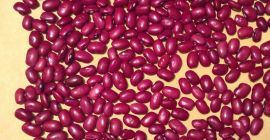Se encuentran disponibles para la venta varias variedades de