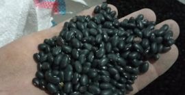 Podemos ofrecer varios tipos de frijoles, como frijoles lima,